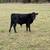 Dexter Bull (Weaned) - A2/A2 - Polled 1 thumbnail