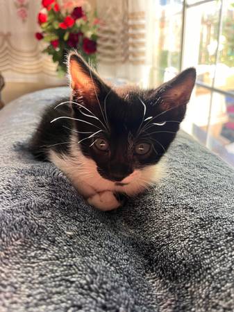 Kitten cat (Vancouver)63958288805763124