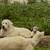 Great Pyrenees Livestock Guardian Dogs 1 thumbnail