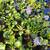 Water hyacinth 1 thumbnail