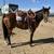 Bowie - 3yr Mustang, Ranch, Trail Ride or Show! 7 thumbnail