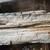 Log Sized Petrified Wood 4 thumbnail