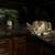 Lost cat 2 thumbnail