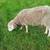 Sheep 🐑 🐏 6 thumbnail