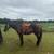 Horses 3 thumbnail