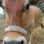 Zebu Bull - Cow Pair 10 thumbnail