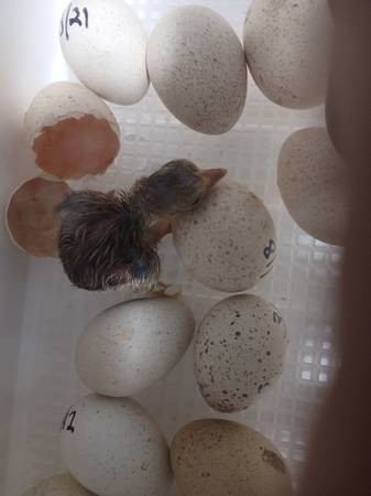 QUAIL Live 1