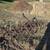 8' springtooth harrow 4 thumbnail