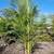 40 areca palms 4-5ft tall planted 9 thumbnail
