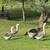 African geese 3 thumbnail
