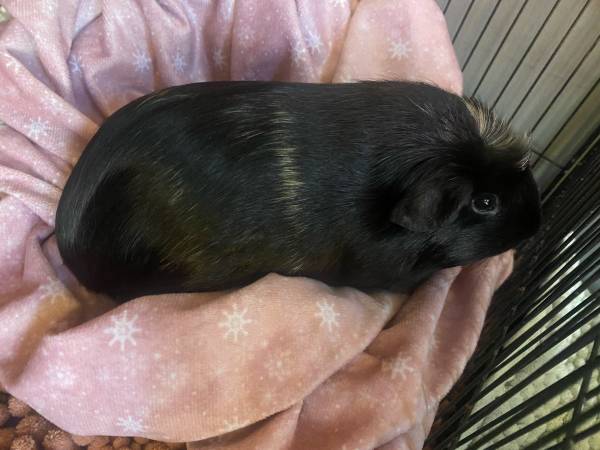 Female guinea pig (Princeton)63667748525699122