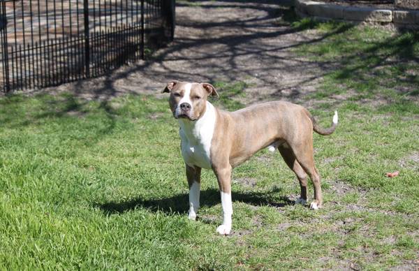 Brindle pitbull 3 yrs old (Killeen)63839345222913122