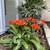 TOP-FLOOR + HUGE 2 bedrooms AMAZING VIEWS walk to Burlingame Avenue! 20 thumbnail