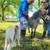 Miniature horse 2 thumbnail