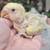 Newborn Hand Raised Lovebirds 3 thumbnail
