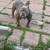 Micro bully 2 thumbnail