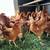 Pullet young hen chicken 7 thumbnail