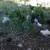 Hens/Laying $10 Friendly Layer Pullets also! We only sell the best! 6 thumbnail