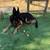 Rehoming 2 dogs 4 thumbnail