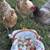 Free range organic eggs 2 thumbnail