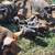 Kune Kune Piglets 10 thumbnail