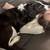 $35.00/Night Dog Boarding - Cozy Stays & Belly Rubs! 24 thumbnail