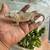 Gargoyle Gecko Female Adult 3 thumbnail