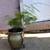Fern Leaf Plumosus Asparagus Fern 3 thumbnail