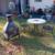 Patio set 1 thumbnail