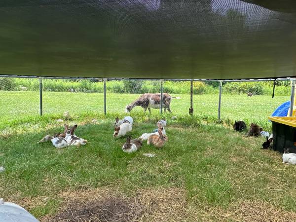 Rabbits 1