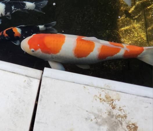 Japanese koi fish 1