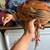 Chicks chickens pullets roosters hens 14 thumbnail