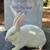 New Zealand Rabbits 9 thumbnail