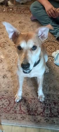 ¡Último cachorro rescatado necesita hogar! (Silver Springs)63687883575809120