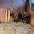 Bantams 4 thumbnail