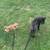 8 weeks old female cane corso for sale 1 thumbnail