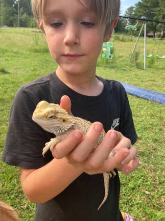 Bearded dragon with all the things63625229051395121