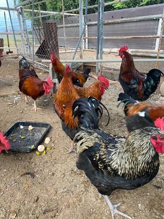 12 large roosters 1