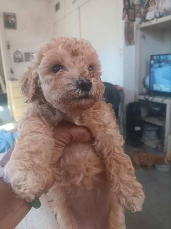 Perrita maltés 1