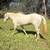 Beginner safe Gelding 3 thumbnail