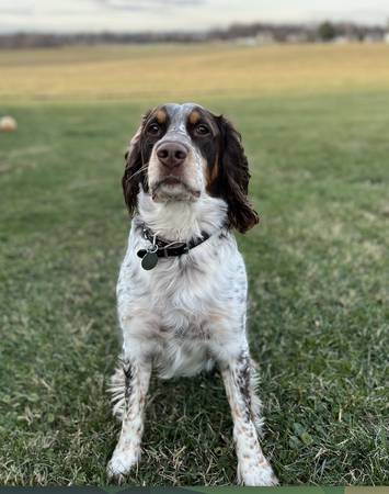 Rehome English Springer Spaniel (5yo)63669519296001123