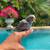 Baby parakeets 7 thumbnail