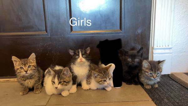 Gatito atigrado (Renton)