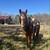 AQHA Mare 1 thumbnail