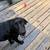 Lab/hound mix 2 thumbnail