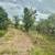 TBD FM 1696 ~ Land for Sale in Iola, TX 18 thumbnail