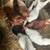 Chickens 3 thumbnail