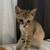 Sweet little kitten 1 thumbnail