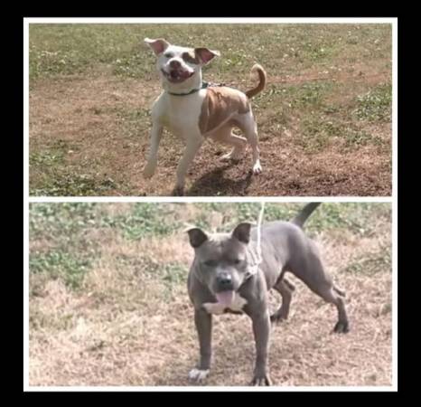 Cachorros que necesitan hogar (Columbus Ga)63664482335617124