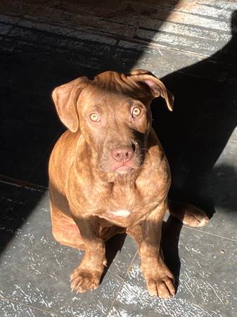 Red brindle pitbull (Piedmont)63940592981123123